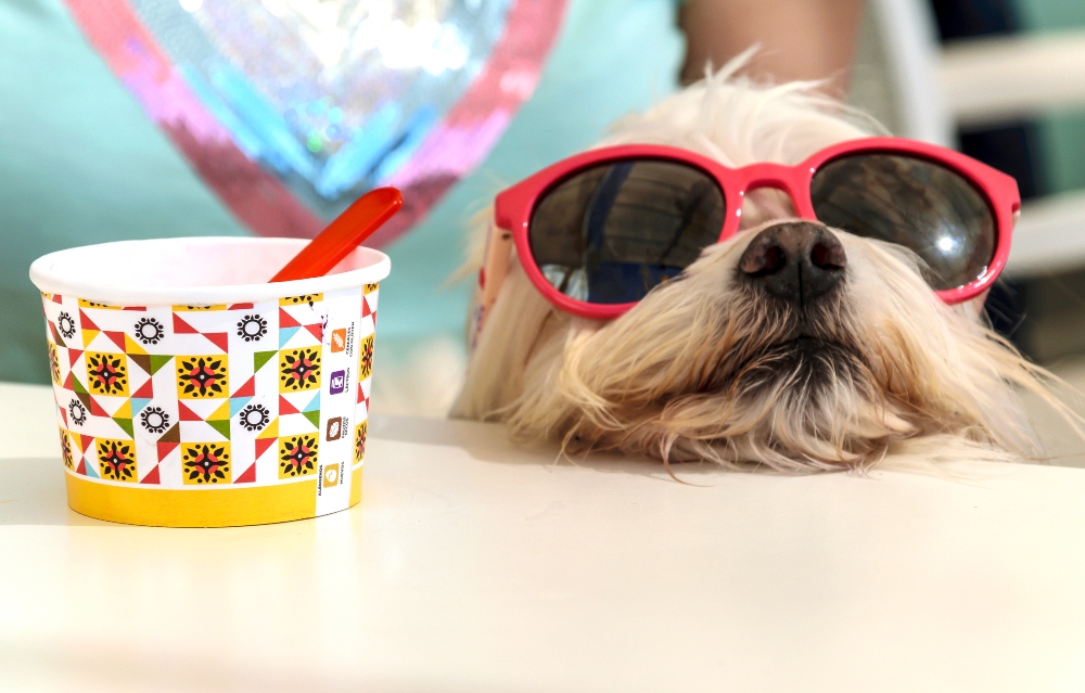 dog in sunglasses with ice cream cup