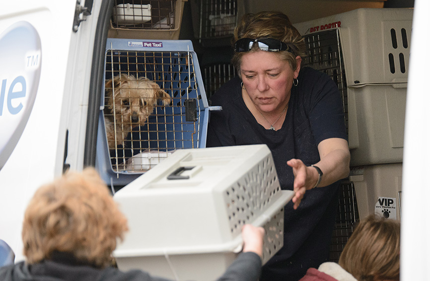 Rescued dogs being unloaded