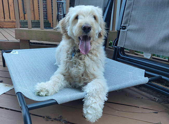 Mandy the Goldendoodle
