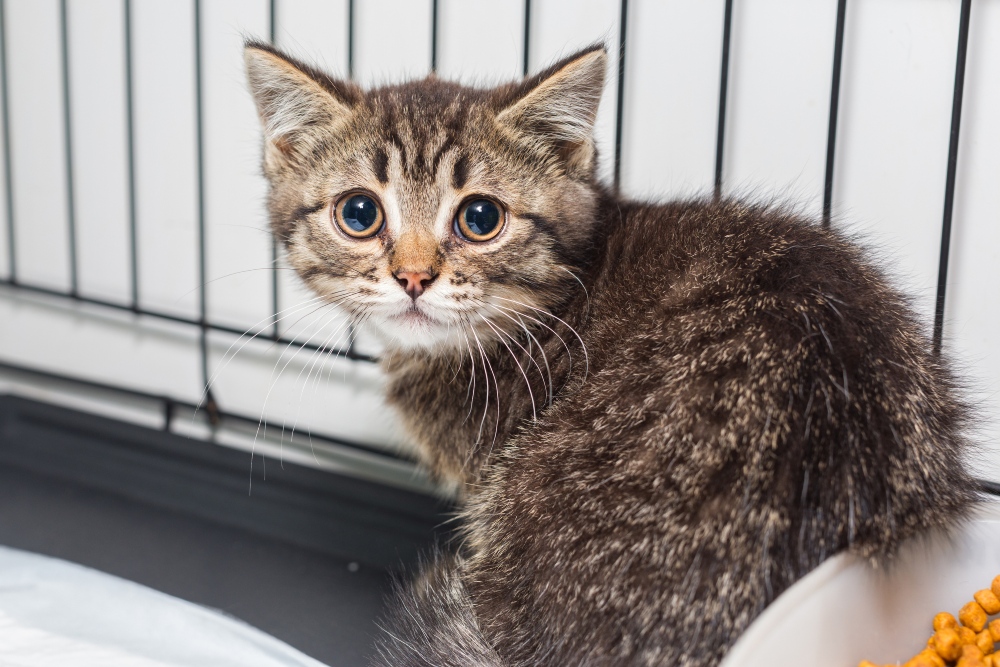 Small, scared kitten in a shelter cage