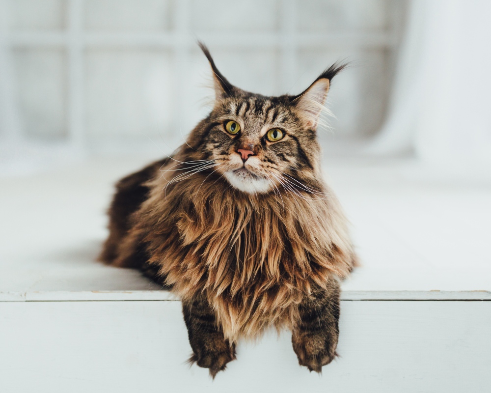 maine coon cat lying down