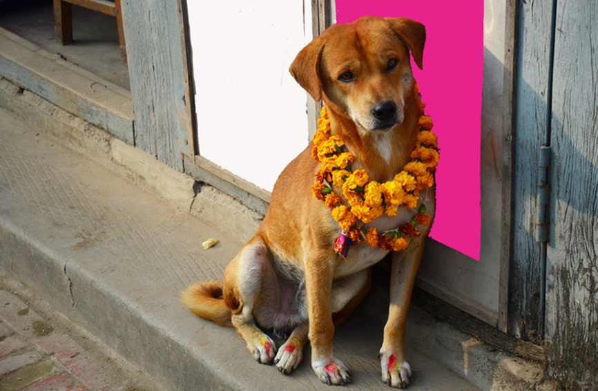 A decorated dog in Nepal