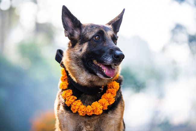 A dog celebrated in Nepal