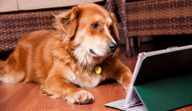 Dog training online