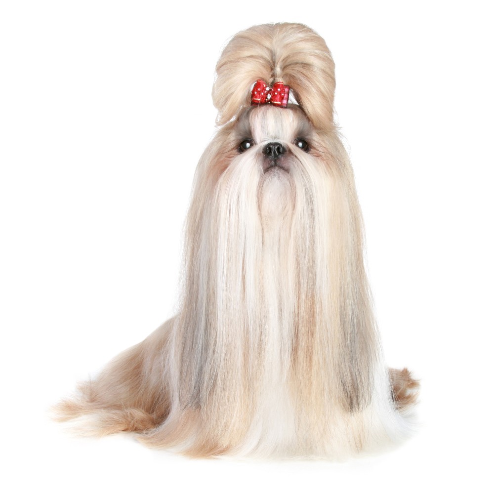 long haired shih tzu dog