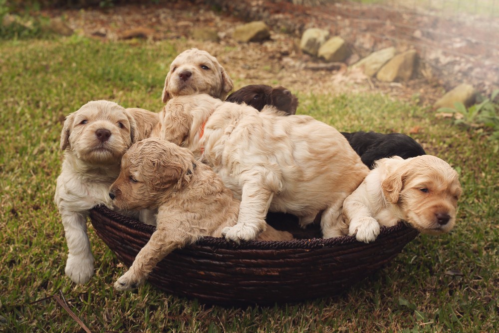 yellow labradoodle puppies