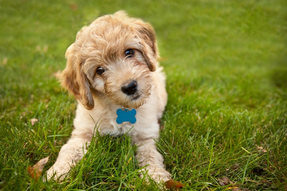 yellow labradoodle puppy in grass