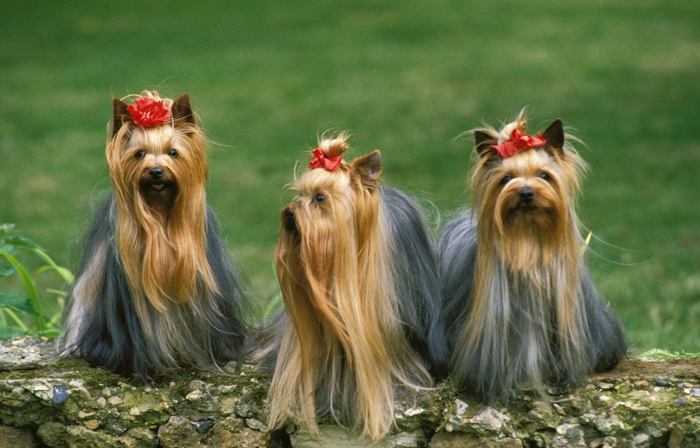 three long haired yorkies
