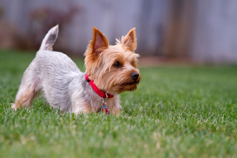 yorkie dog in grass