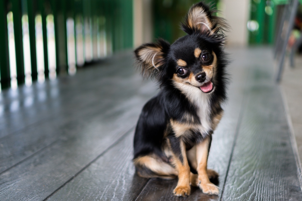 black long haired chihuahua dog