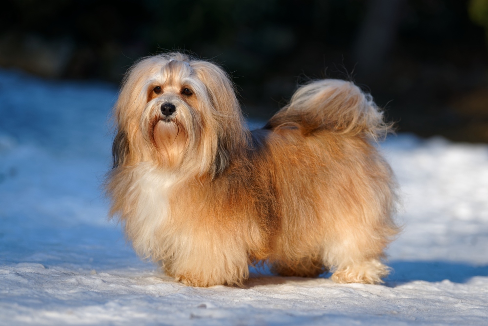 fluffy havanese dog in snow