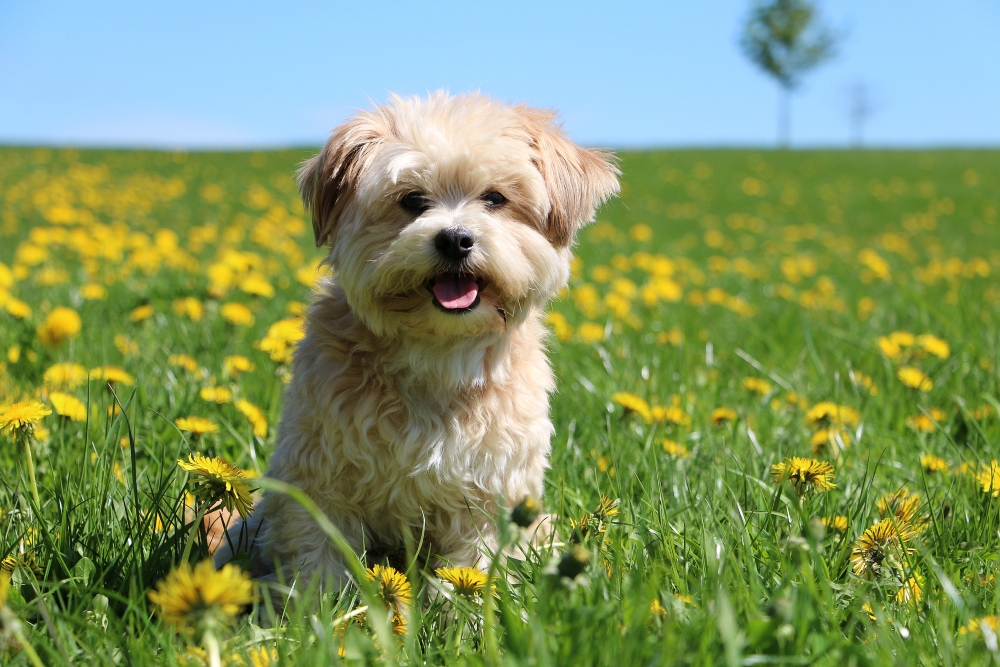 havanese dog in grassy field