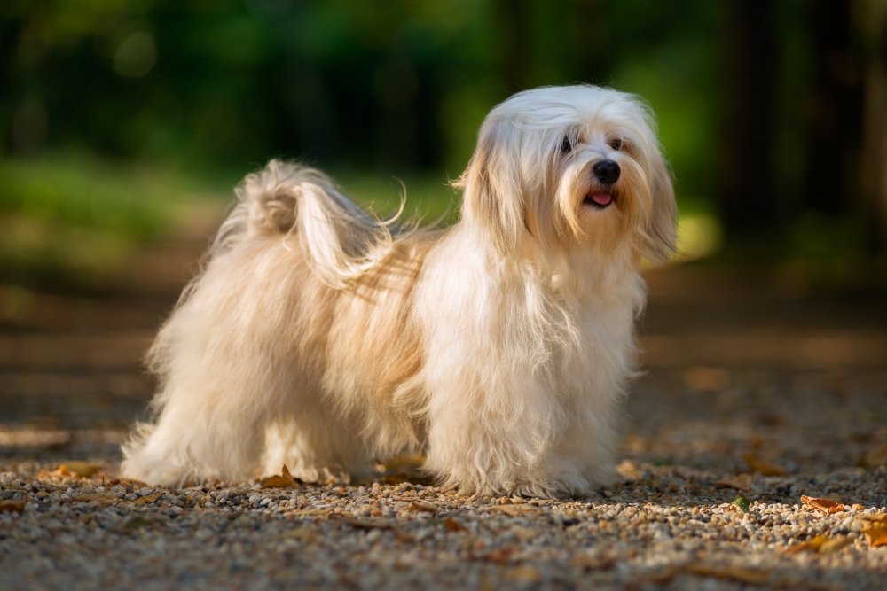 long haired havanese dog