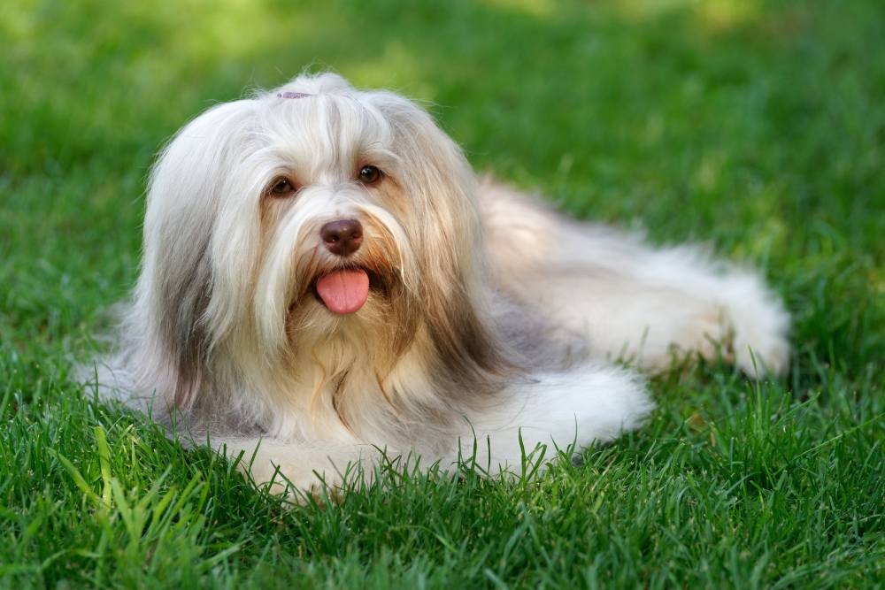 long haired havanese in grass