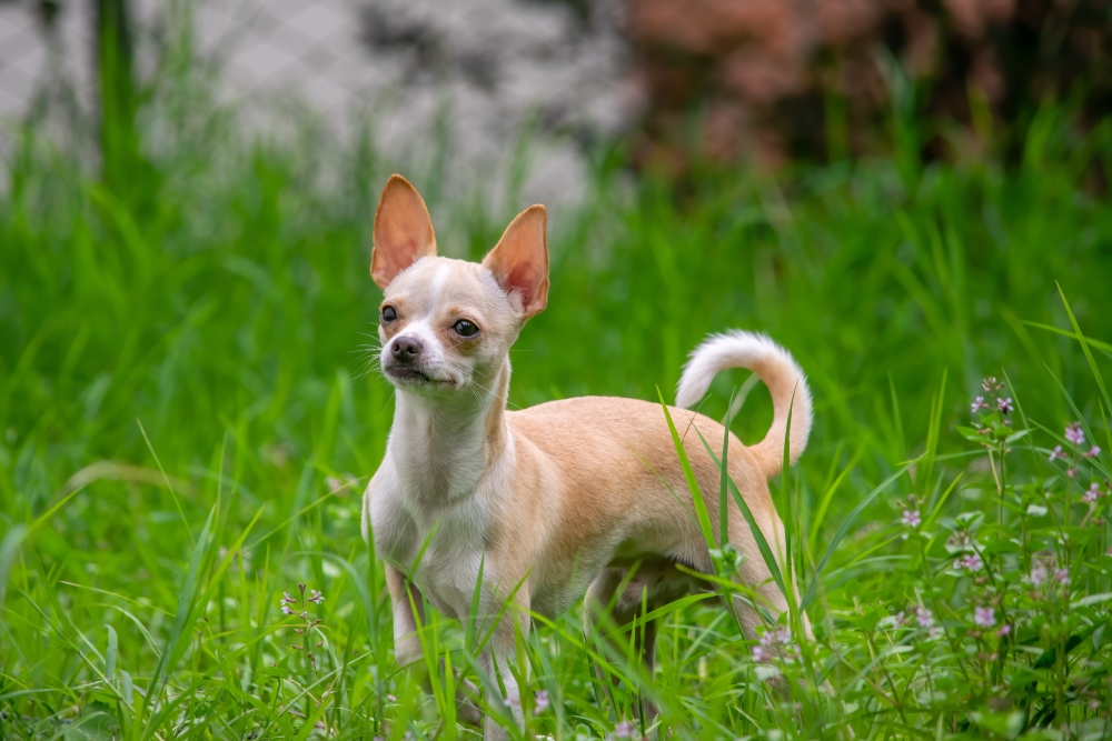 tan chihuahua dog in grass