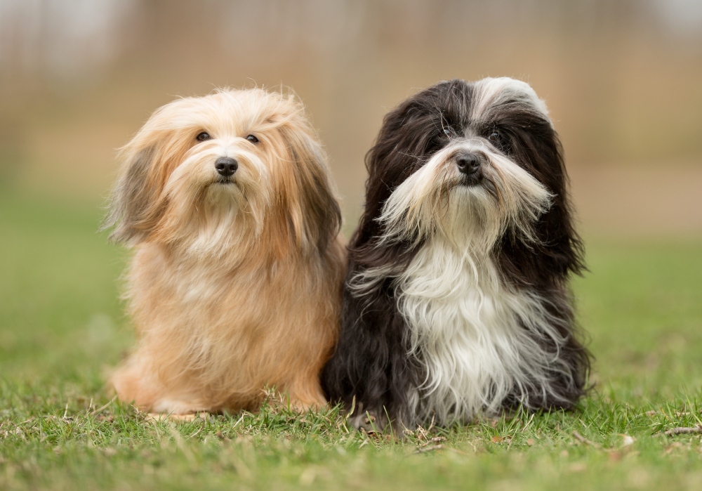 two havanese dogs sitting