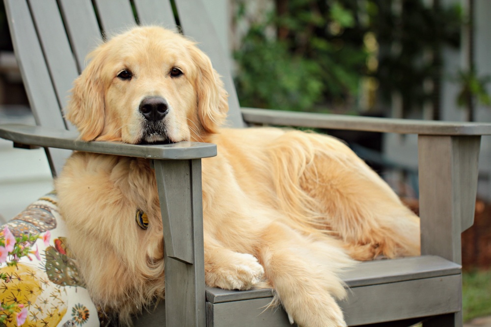 golden retriever dog on chair