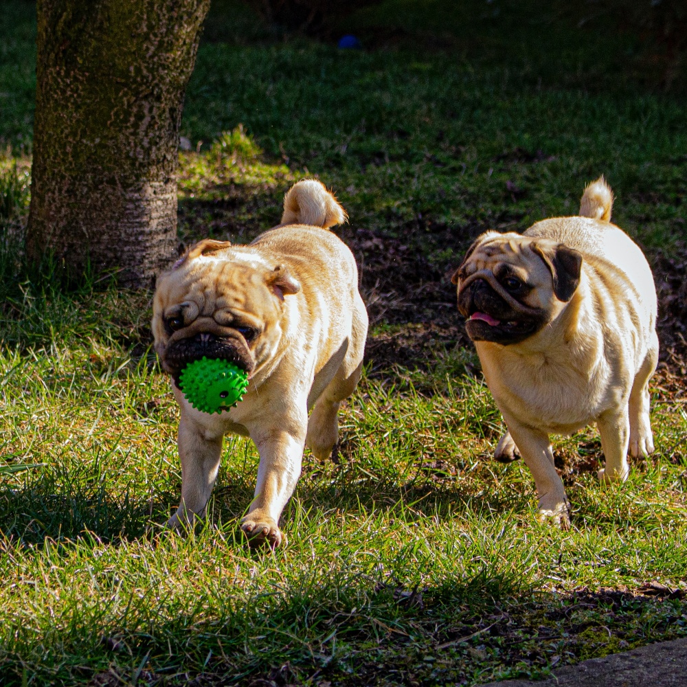 two pug dogs playing outside