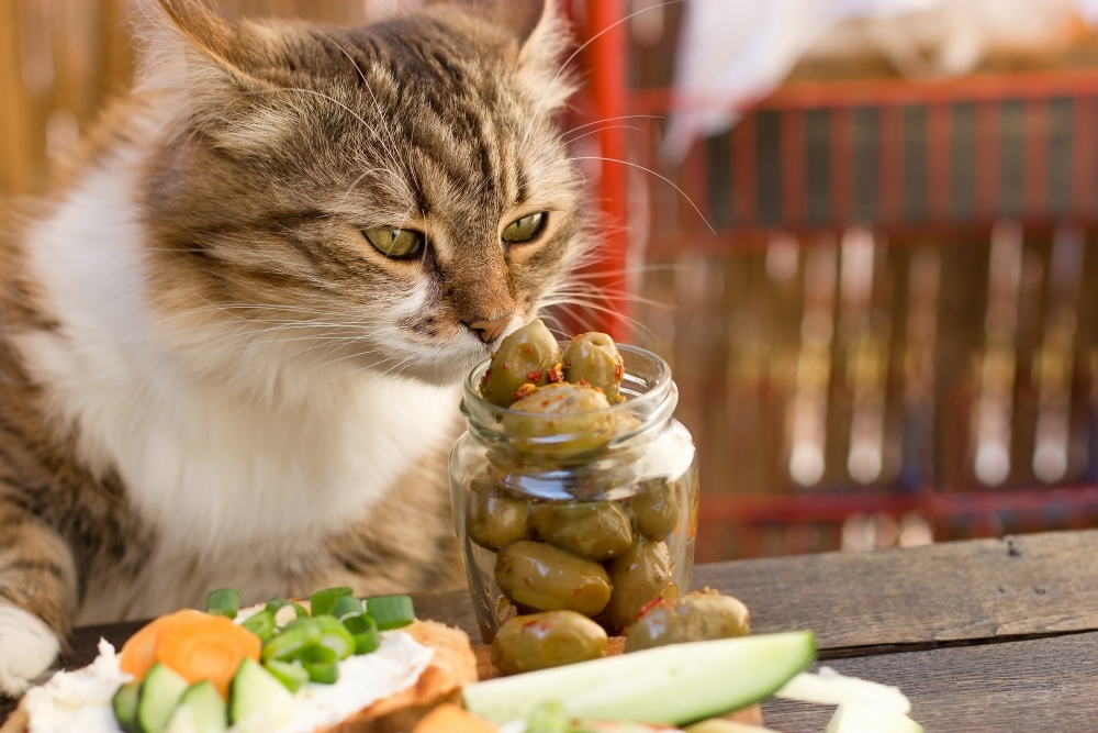 cat sniffing jar of olives