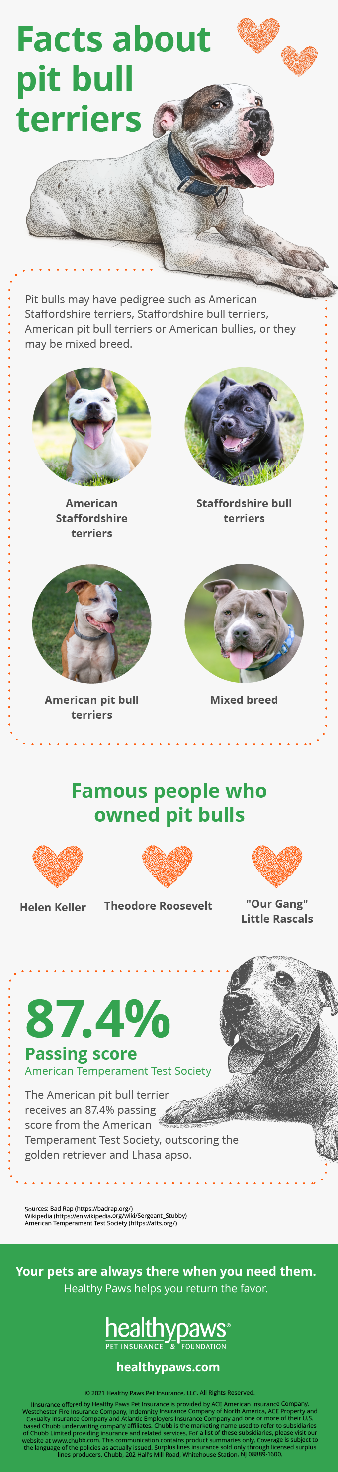 Infographic about pit bull dogs
