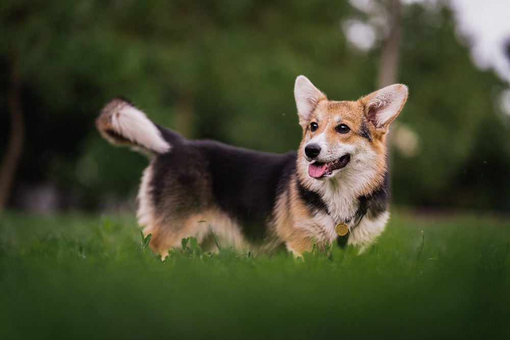 corgi dog standing in grass