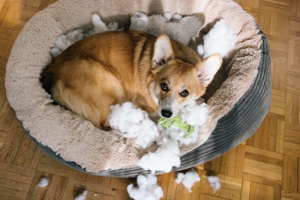 dog with destroyed toy