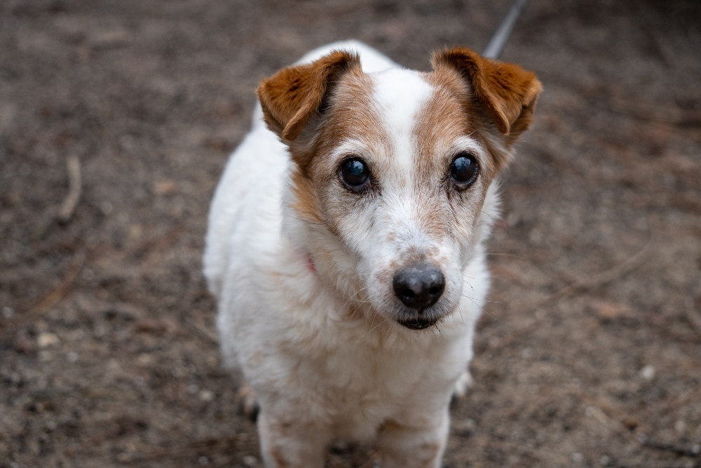 wire haired jack russell dog