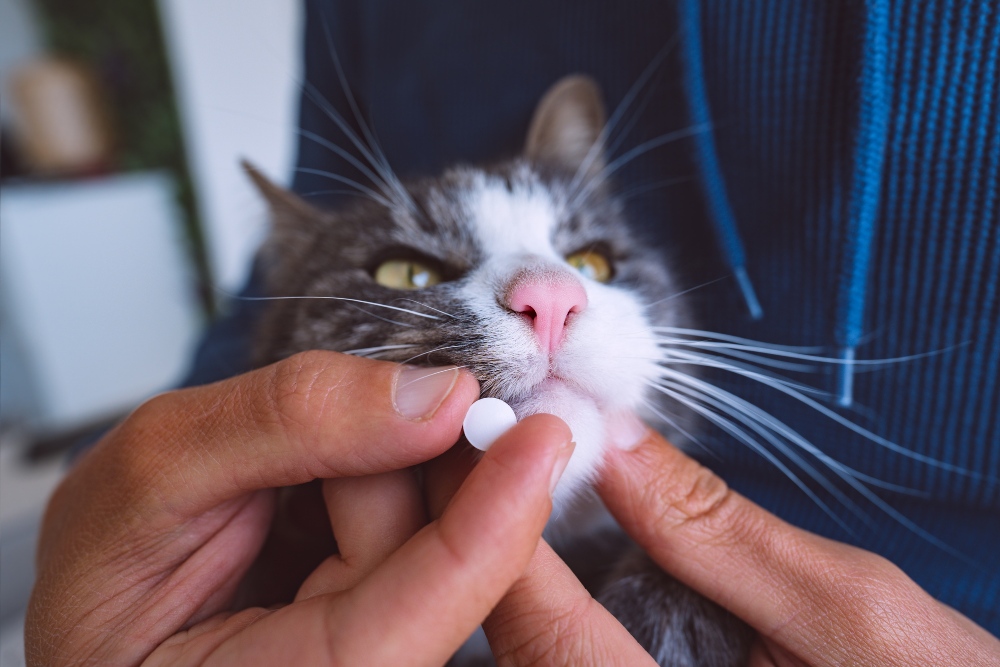 cat taking pill