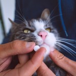 cat taking pill