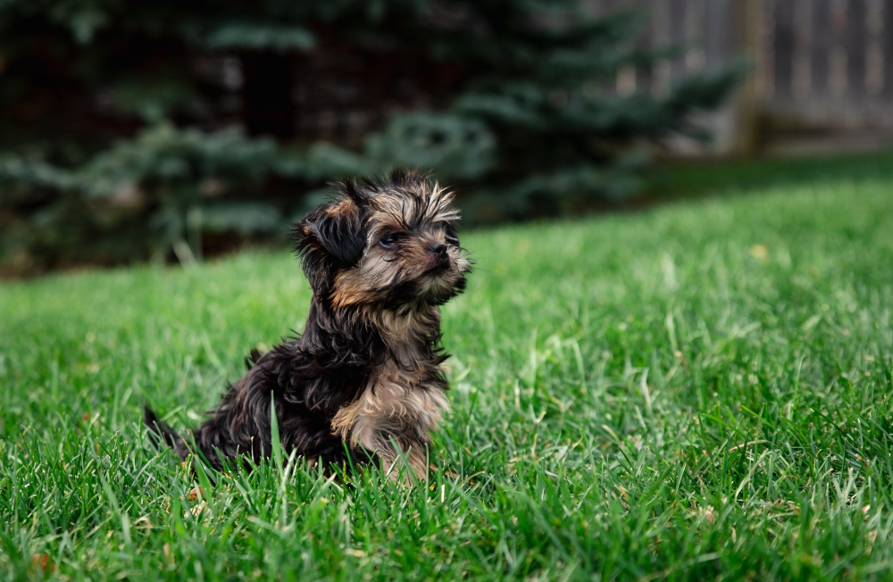 morkie dog outside in grass