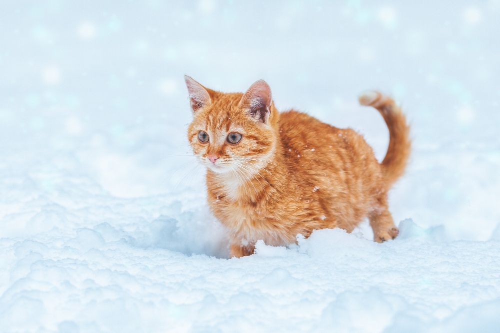 orange cat in snow