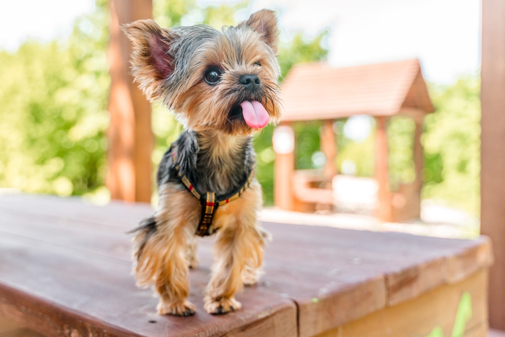 small yorkie dog tongue out on bench