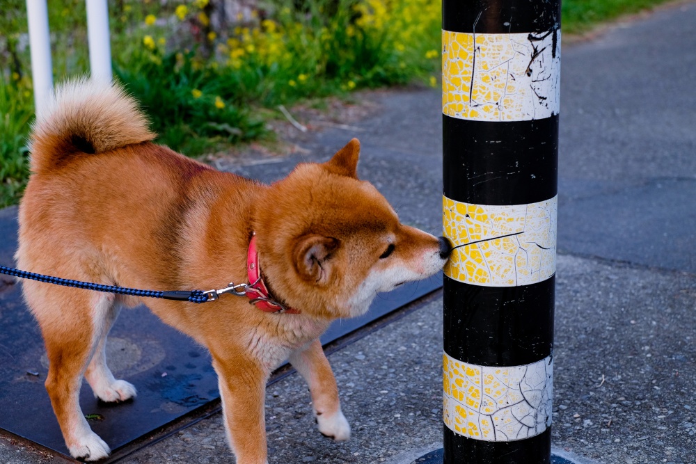 shiba inu dog sniffing on a walk