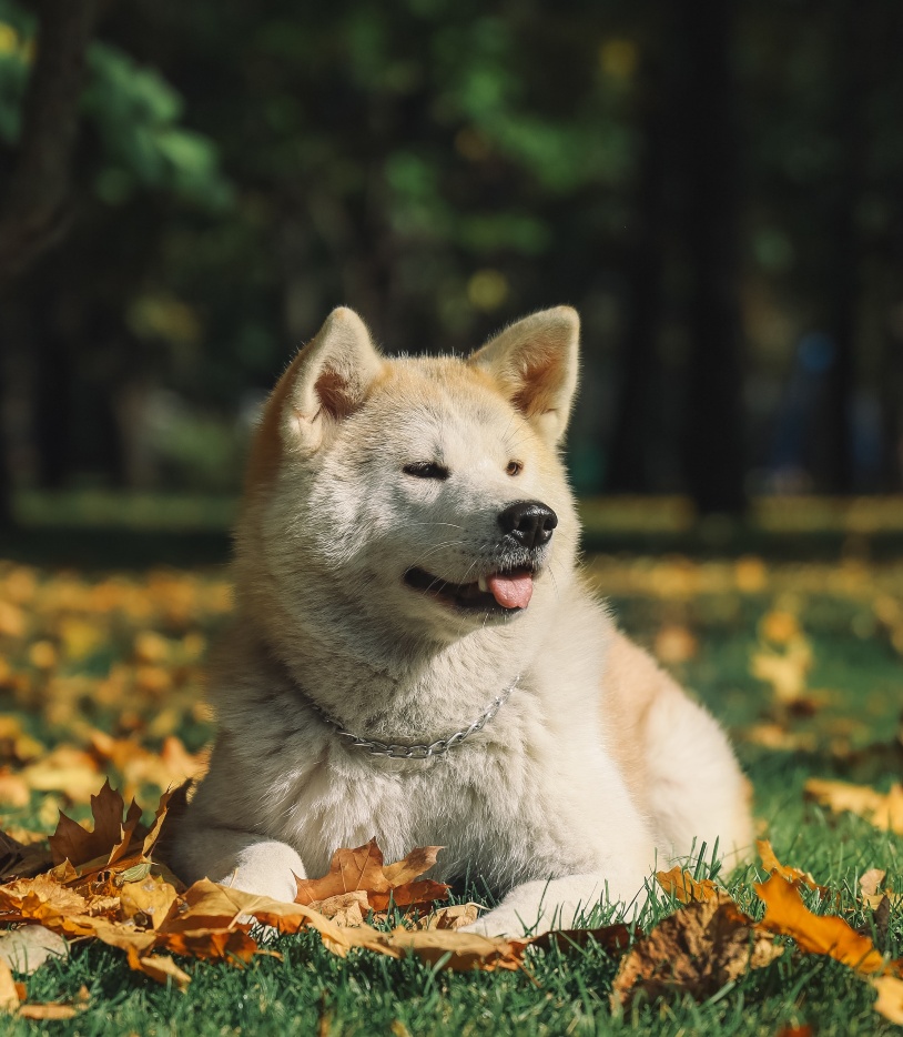akita dog lying in grass