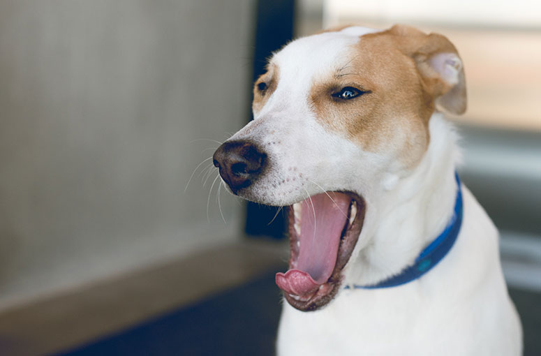 a dog yawning