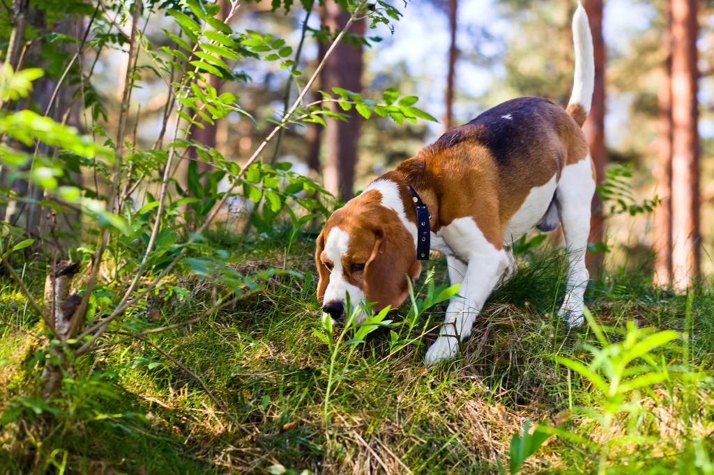 beagle dog sniffing grass