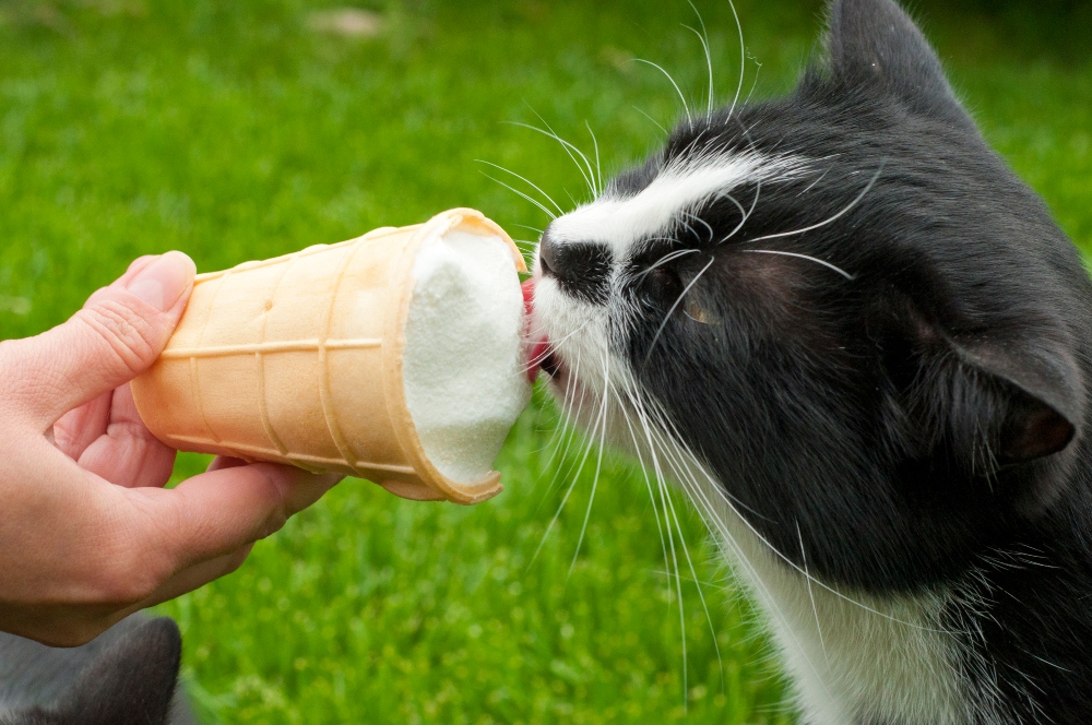 black cat licking ice cream cone
