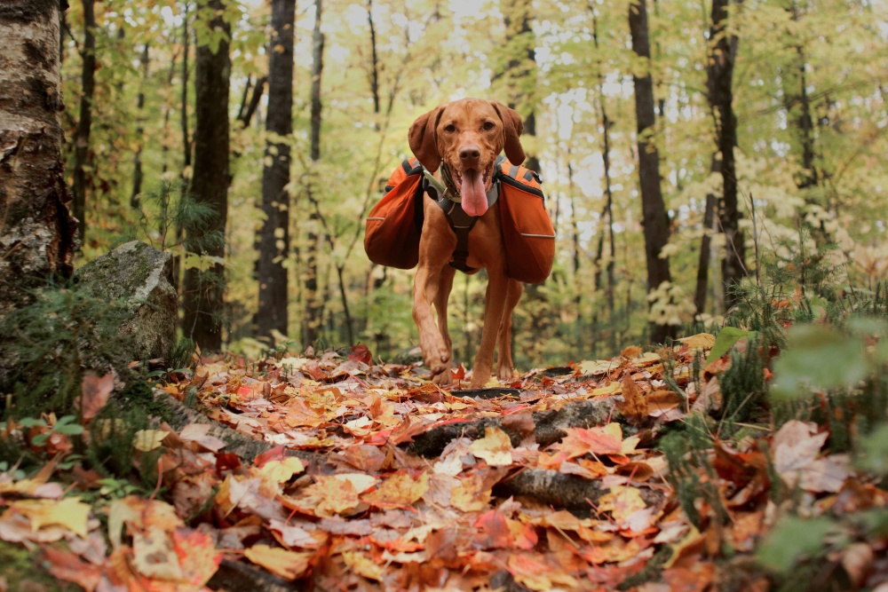 dog in woods with backpack