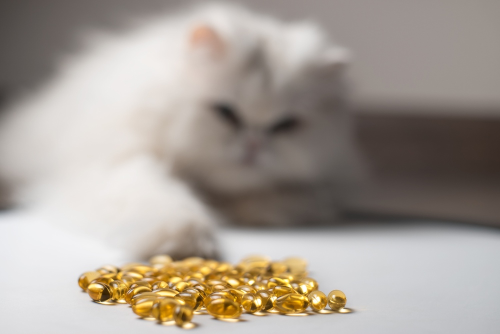 white fluffy cat with fish oil pills