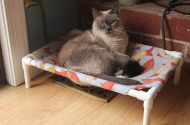 cat hammock bed