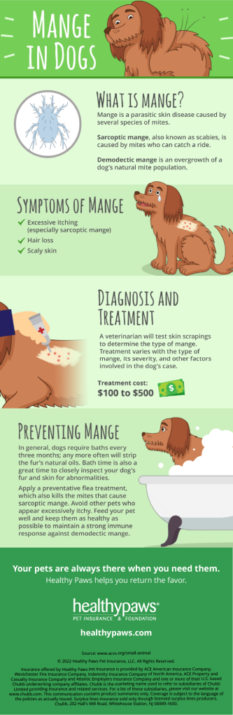 mange in dogs infographic