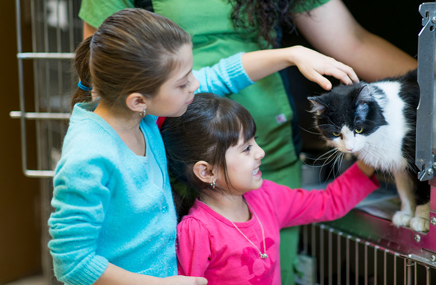 Kids petting a cat at shelter