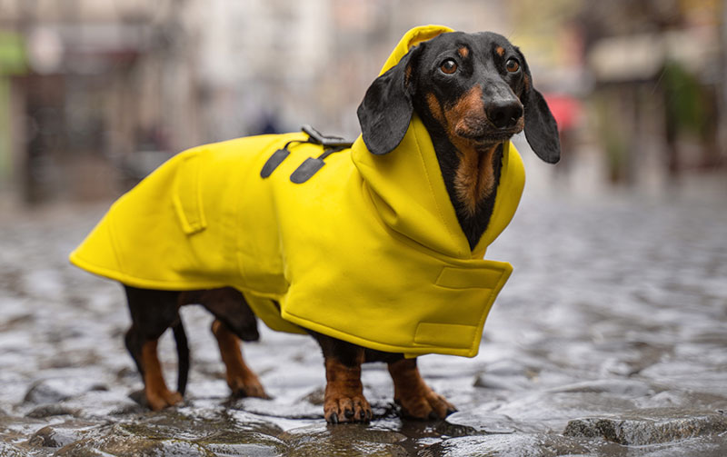 Dachshund in rain coat