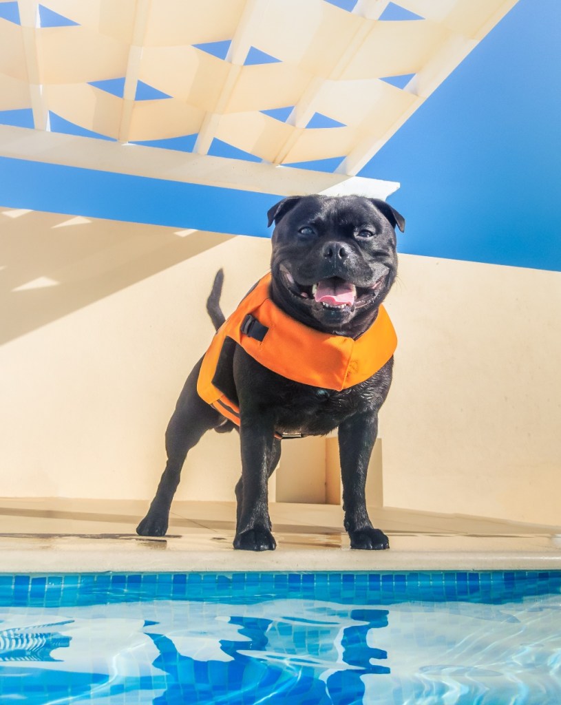 black dog in life jacket next to pool