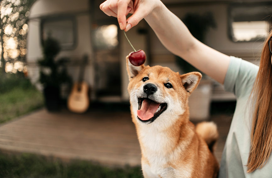 Shiba Inu dog with cherry dangling in foreground
