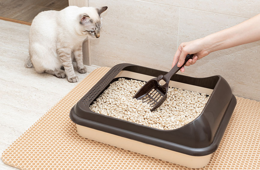 Cat and litter box