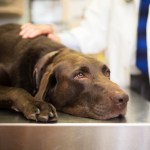 brown dog sick at the vet