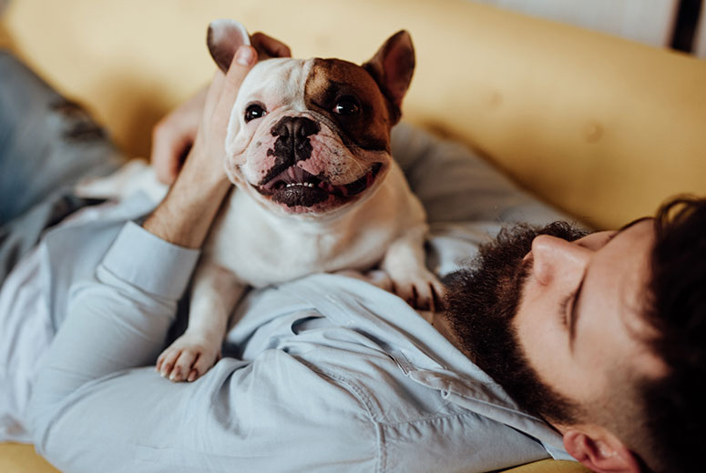 Frenchie cuddling with man