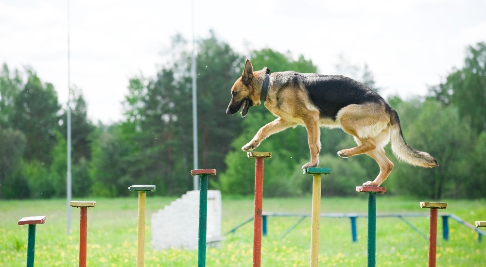 german shepherd on agility course