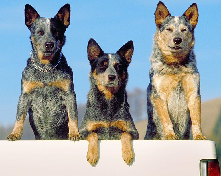 3 Australian cattle dogs